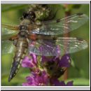 Libellula quadrimcatulata - Vierflecklibelle 06.jpg